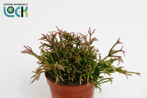 Rhipsalis clavata 'Easy Sweety'