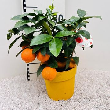 Citrus x limonia 'Rangpur'