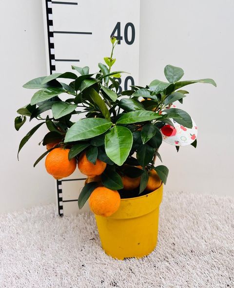 Citrus x limonia 'Rangpur'