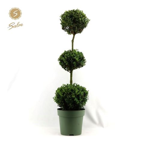 Buxus sempervirens