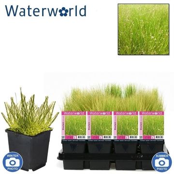 Eleocharis acicularis