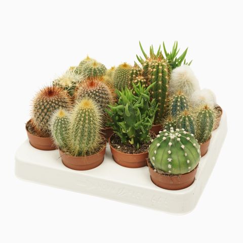 Cactus MIX