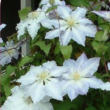 Clematis 'Gladys Picard' (EL)