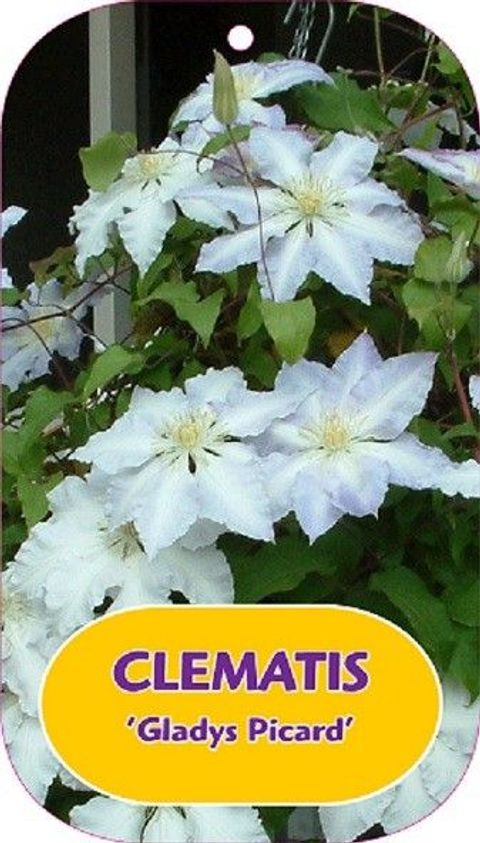 Clematis 'Gladys Picard' (EL)