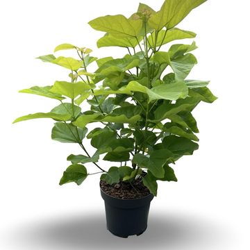 Catalpa bignonioides 'Aurea'