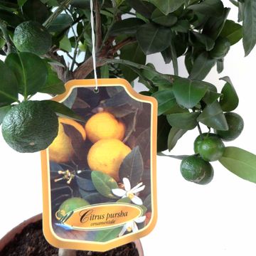 Citrus limetta 'Pursha'
