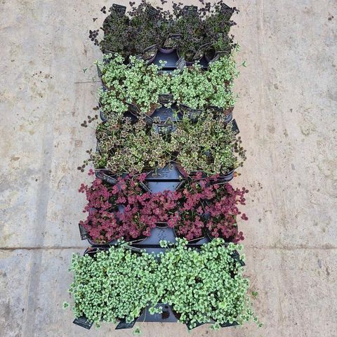 Trifolium repens MIX