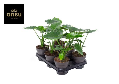 Alocasia 'Tropical Green'