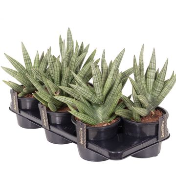 Sansevieria cylindrica 'Inti I'