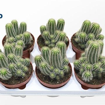 Echinopsis huascha