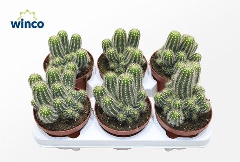 Echinopsis huascha