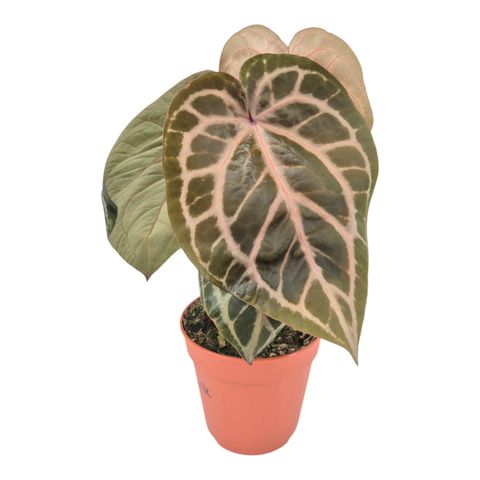 Anthurium DocBlock Zara '33' X Home, Sweet Home '32'