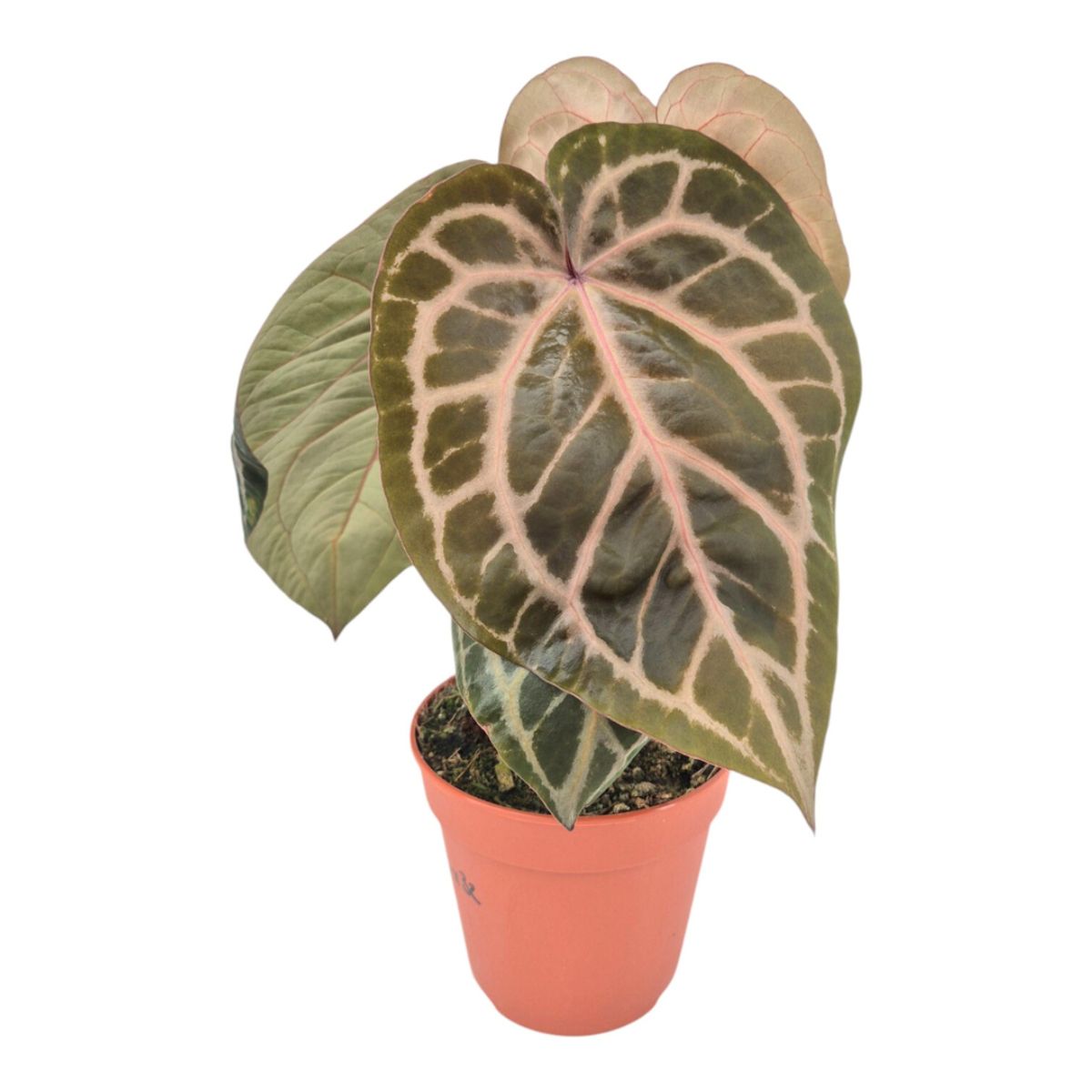 Anthurium Mag Var×SKG × Zara33×HSH32 Anthurium Magnificent Dark