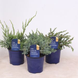 Juniperus MIX (Vredebest, Kwekerij)