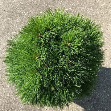 Pinus mugo 'Varella'