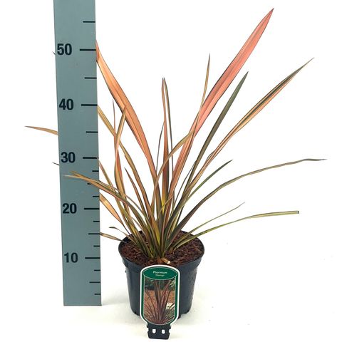 Phormium 'Flamingo'