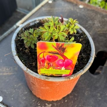 Dicentra spectabilis