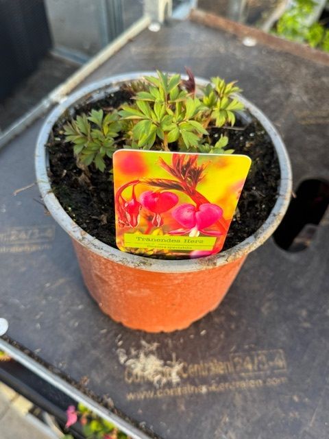 Dicentra spectabilis