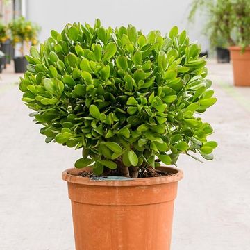 Crassula ovata