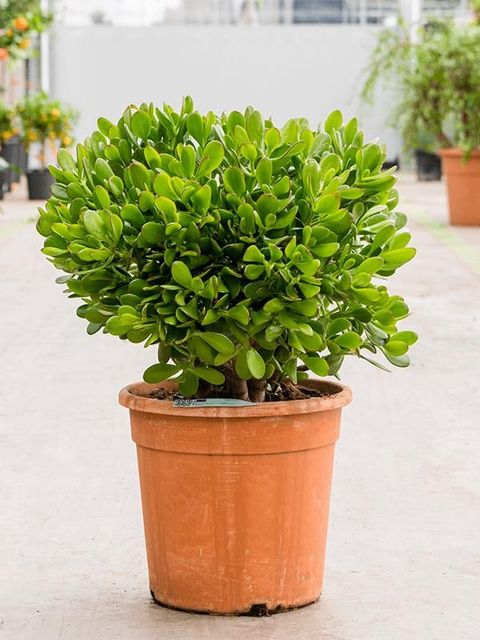 Crassula ovata
