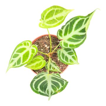 Anthurium DocBlock Anthurium Briëlle® '16' X Briëlle® '16'