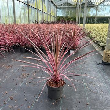 Cordyline australis 'Southern Splendour'