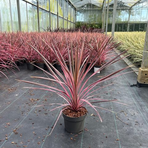 Cordyline australis 'Southern Splendour'