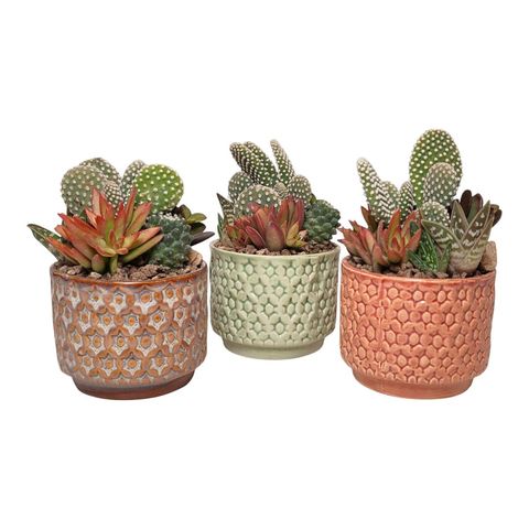 Arrangement Cactus / Succulent