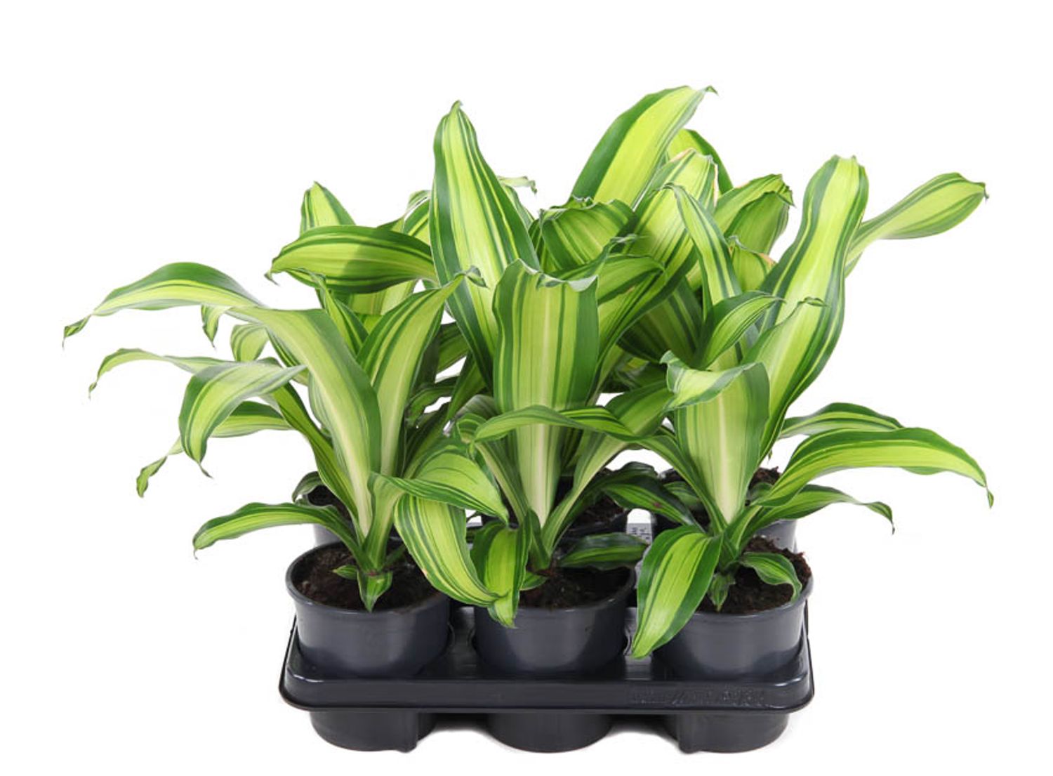 dracaena-fragrans-charley-floraccess