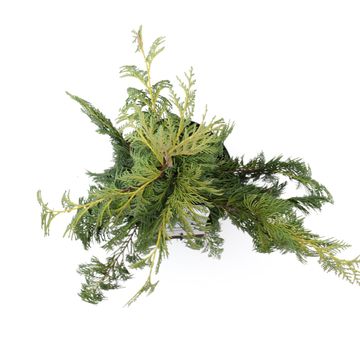 Chamaecyparis nootkatensis 'Pendula'
