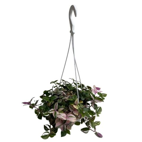 Tradescantia fluminensis 'Tricolor'