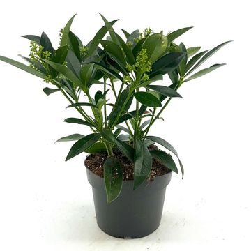 Skimmia x confusa 'Kew Green'