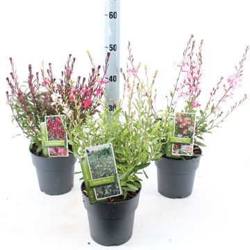 Gaura lindheimeri GAMBIT MIX