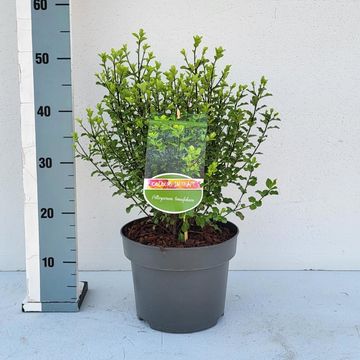 Pittosporum tenuifolium