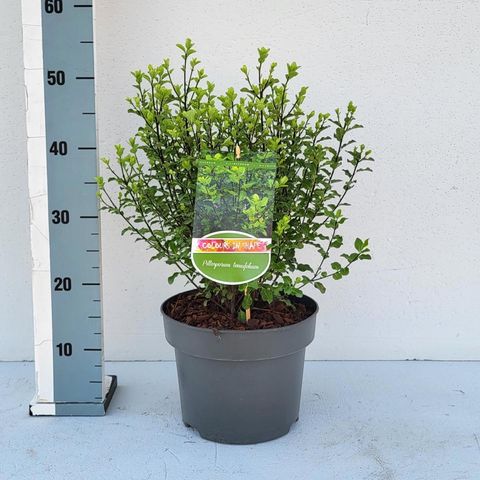 Pittosporum tenuifolium