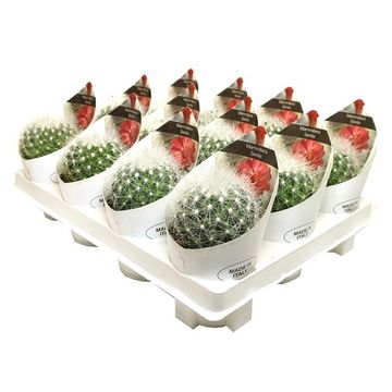 Mammillaria senilis