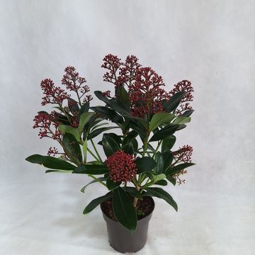 Skimmia japonica 'Rubella'