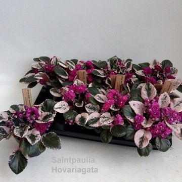Saintpaulia HOVARIAGATA