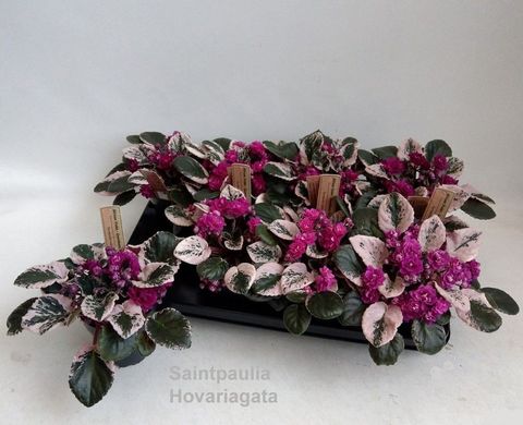 Saintpaulia HOVARIAGATA