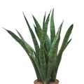 Sansevieria kirkii