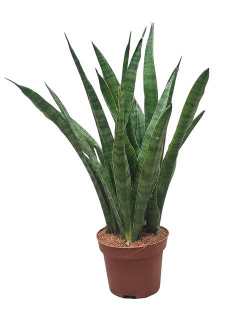 Sansevieria kirkii
