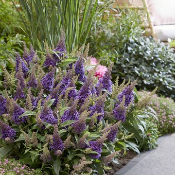Buddleja davidii BUTTERFLY CANDY LITTLE LILA