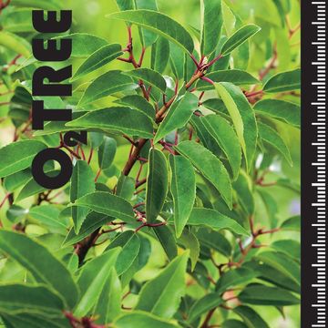 Prunus lusitanica 'Angustifolia'