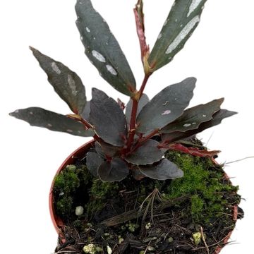 Begonia sp. Julau Type 2