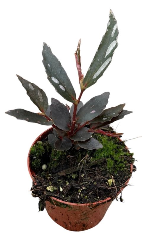 Begonia sp. Julau Type 2