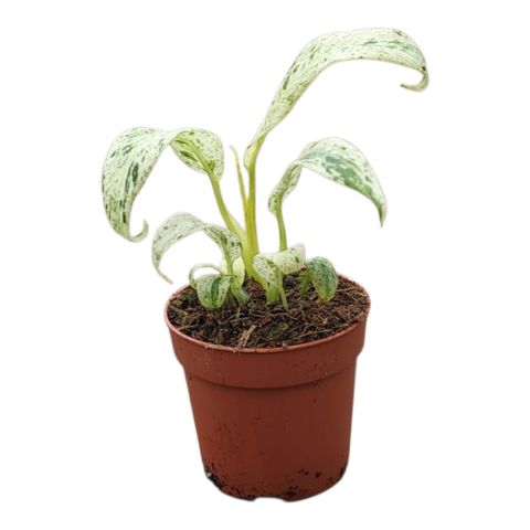 Philodendron giganteum 'Variegata'