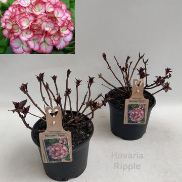Hydrangea macrophylla HOVARIA RIPPLE