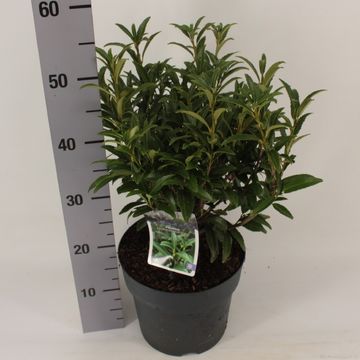 Prunus laurocerasus SOFIA