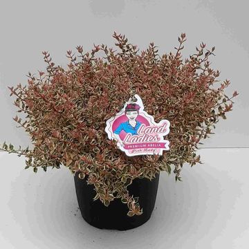 Abelia x grandiflora PINK LADY