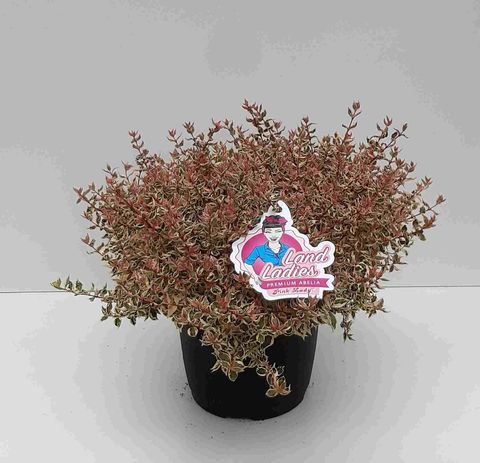 Abelia x grandiflora PINK LADY